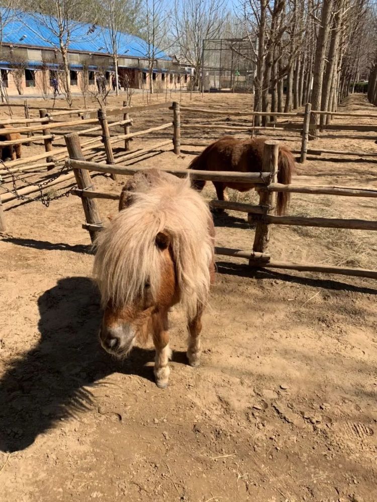 于谦的马场实地探访:是动物园,是农家乐,也是游乐场