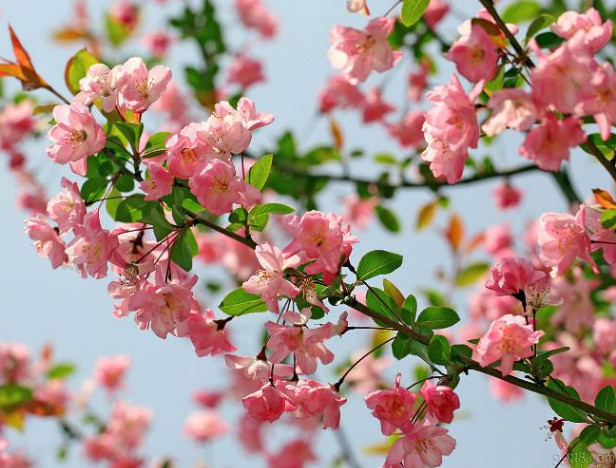 心理测试:选一簇最美的海棠花,测今年你会获得什么