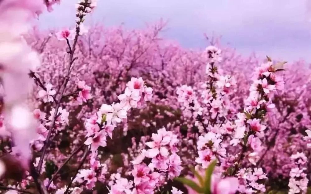 独家秘制!唐山那些人气超高的赏花踏青景点 赏花节安排