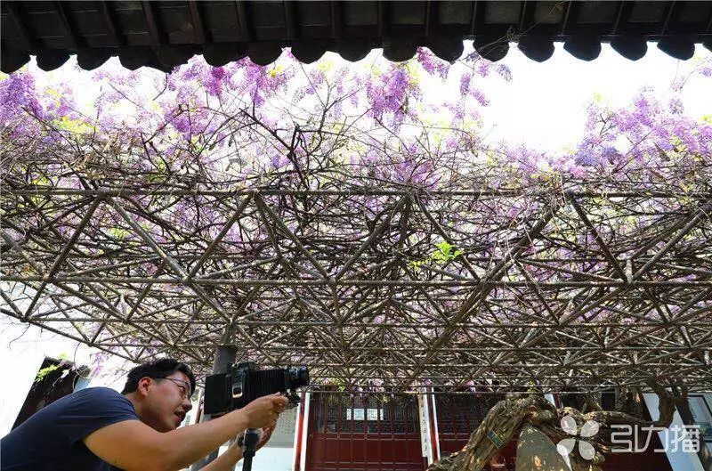 美炸天!苏州一中千年紫藤又开花啦!