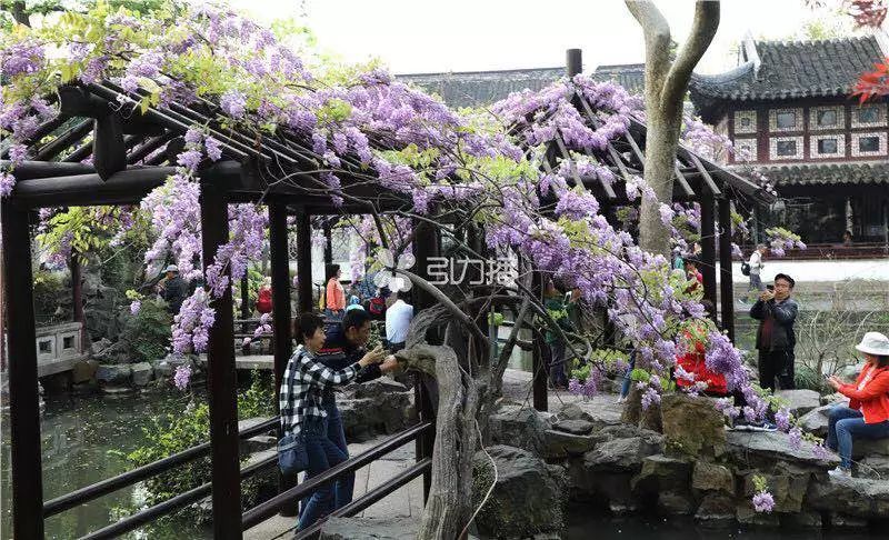 美炸天!苏州一中千年紫藤又开花啦!