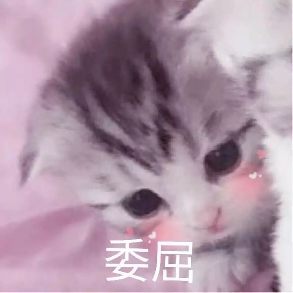搞笑可爱的猫咪表情包,就是想你想你想你