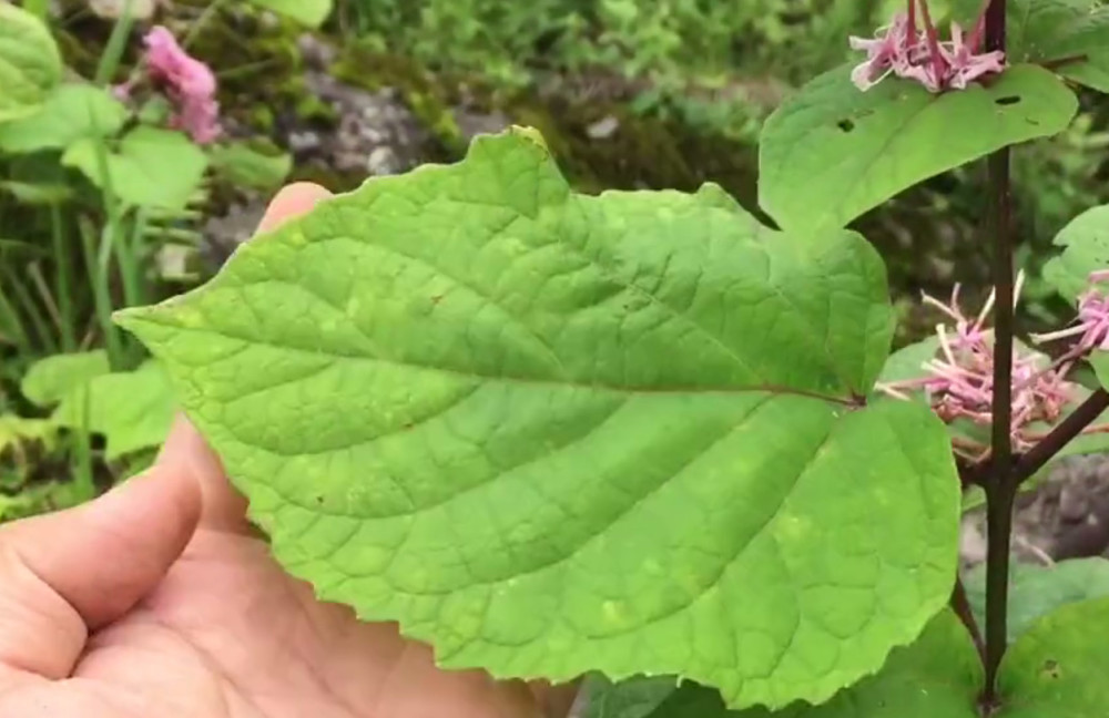 牡丹,叶子,农田,植物,蒲公英