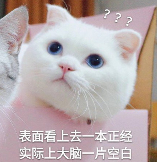 小猫咪撒娇表情包:接吻吗?拉丝的那一种