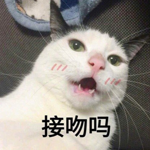 小猫咪撒娇表情包:接吻吗?拉丝的那一种