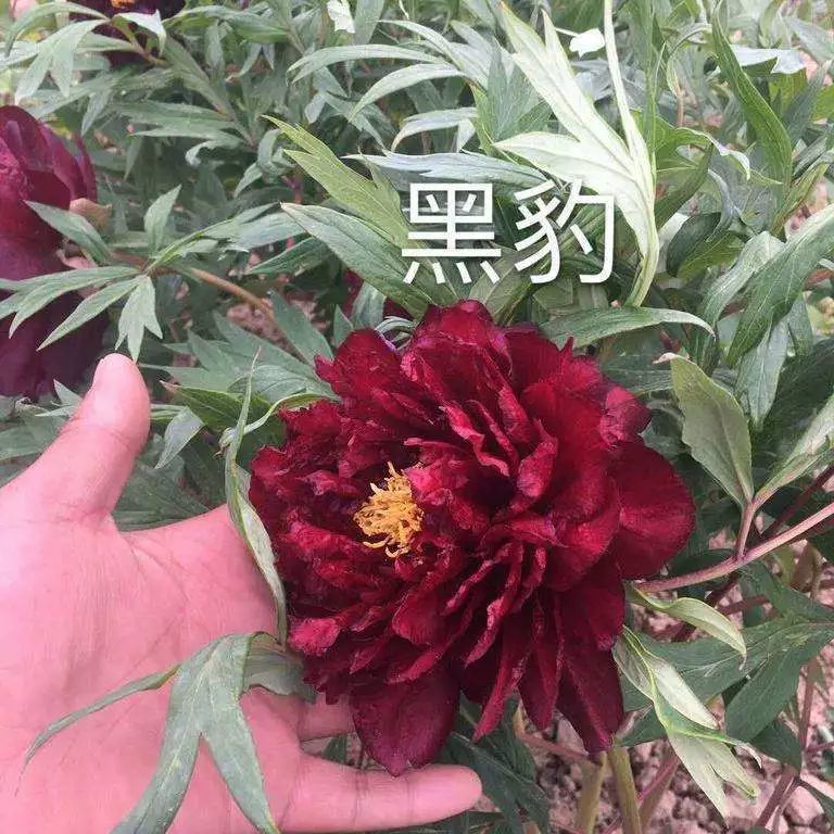 黑豹牡丹:黑色荷花型,花瓣大,边缘皱褶!