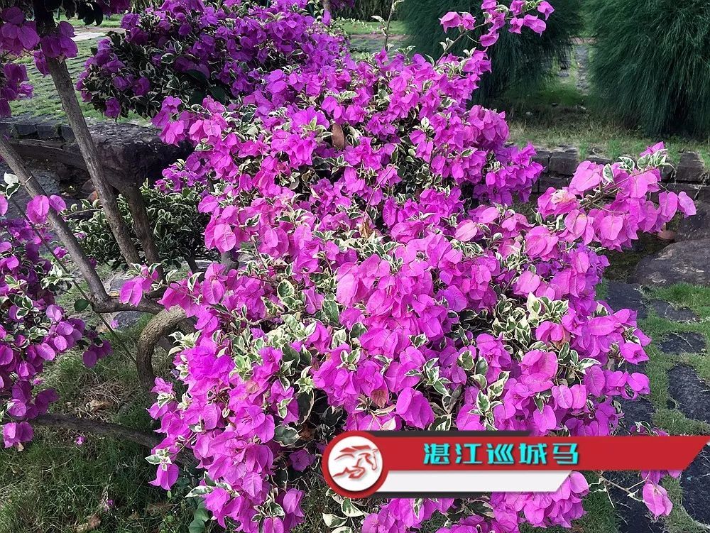 这种鲜花 是我们湛江不少人的最爱 看点快报