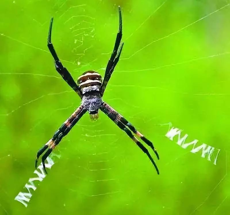 有图!玉林出现一只神奇的蜘蛛,结网结出"英文字母",原来是