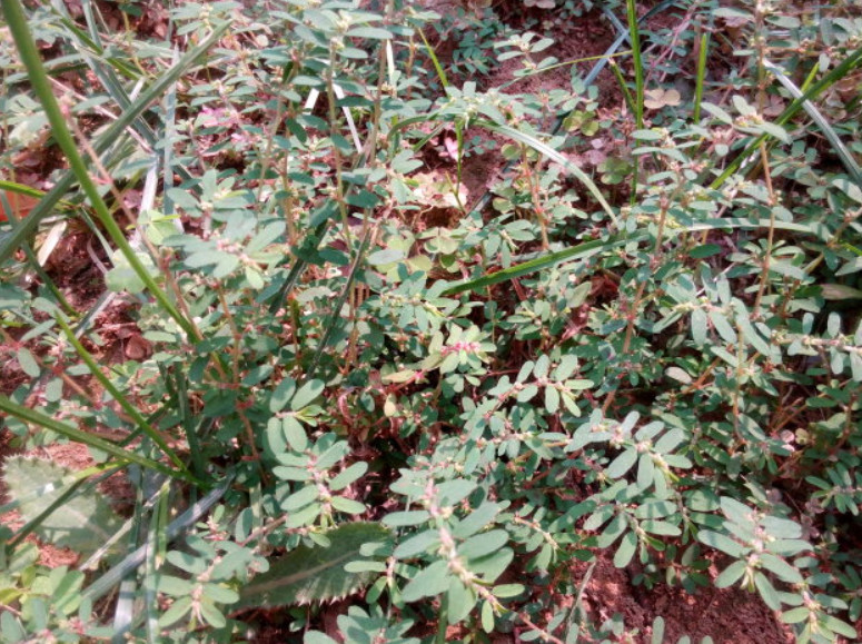 植物,通奶草,农村,药用