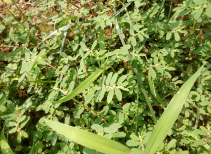农村遍地有的一种野草,农户皮肤过敏就找它,可惜城里人还当杂草
