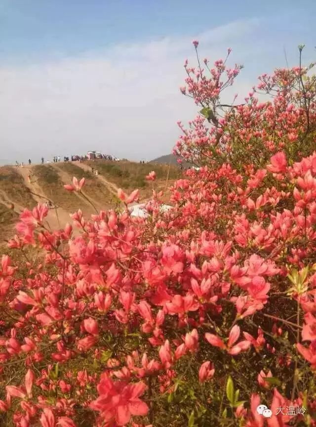 温岭上保山,即将开起满山遍野的杜鹃花