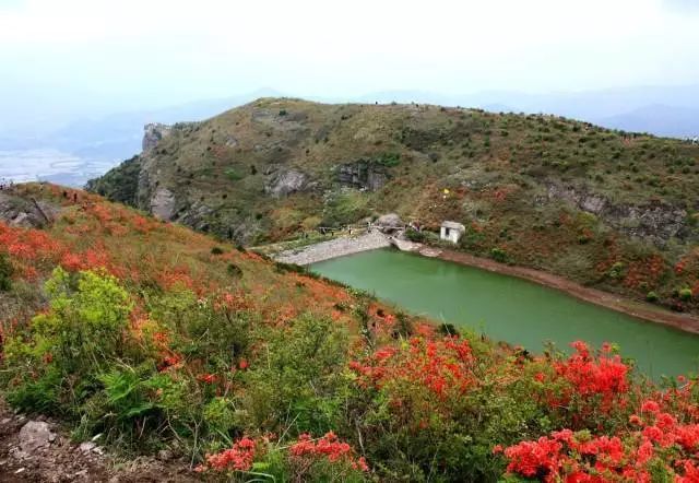 温岭上保山,即将开起满山遍野的杜鹃花