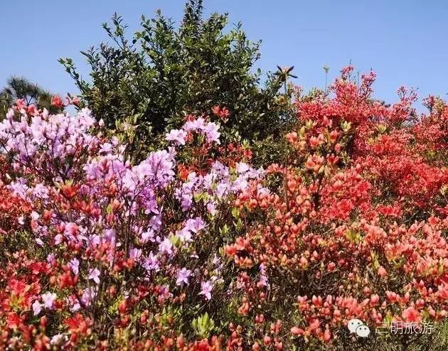 "万壑树参天,千山响杜鹃",三明醉美杜鹃花海都在这