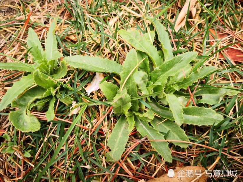 浑身"毛茸茸"的野青菜,鲜嫩多汁能美容,春天一过就"飞