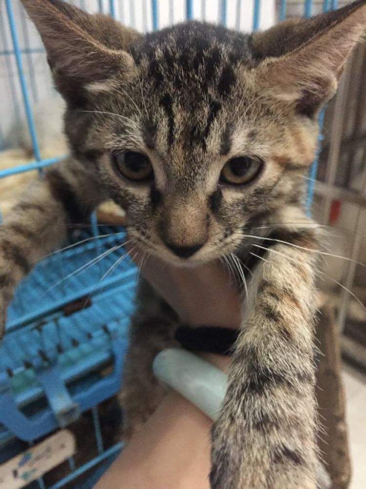 为何布偶猫在猫届地位这么高,狸花猫就没人要,原来是这个原因