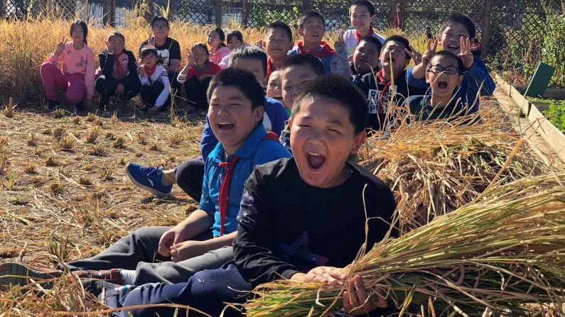 北京这所小学竟然有十亩田 孩子们每天关心粮食和蔬菜