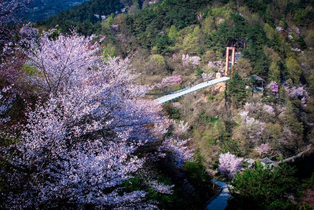 清凉寨,武汉,黄陂,樱花,山顶,刘家山