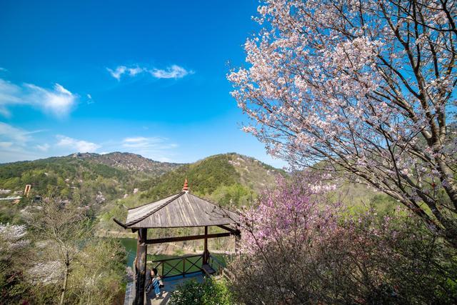 清凉寨,武汉,黄陂,樱花,山顶,刘家山