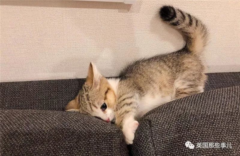 一副委屈脸,自带忧郁气息的小奶喵,一定是宝藏猫本猫了