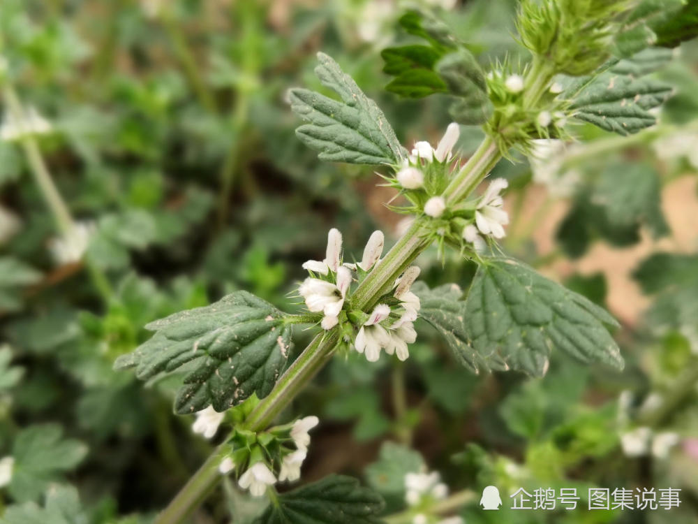 这种路边野草4月开花,是妇科良药,采得蜂蜜50元一斤