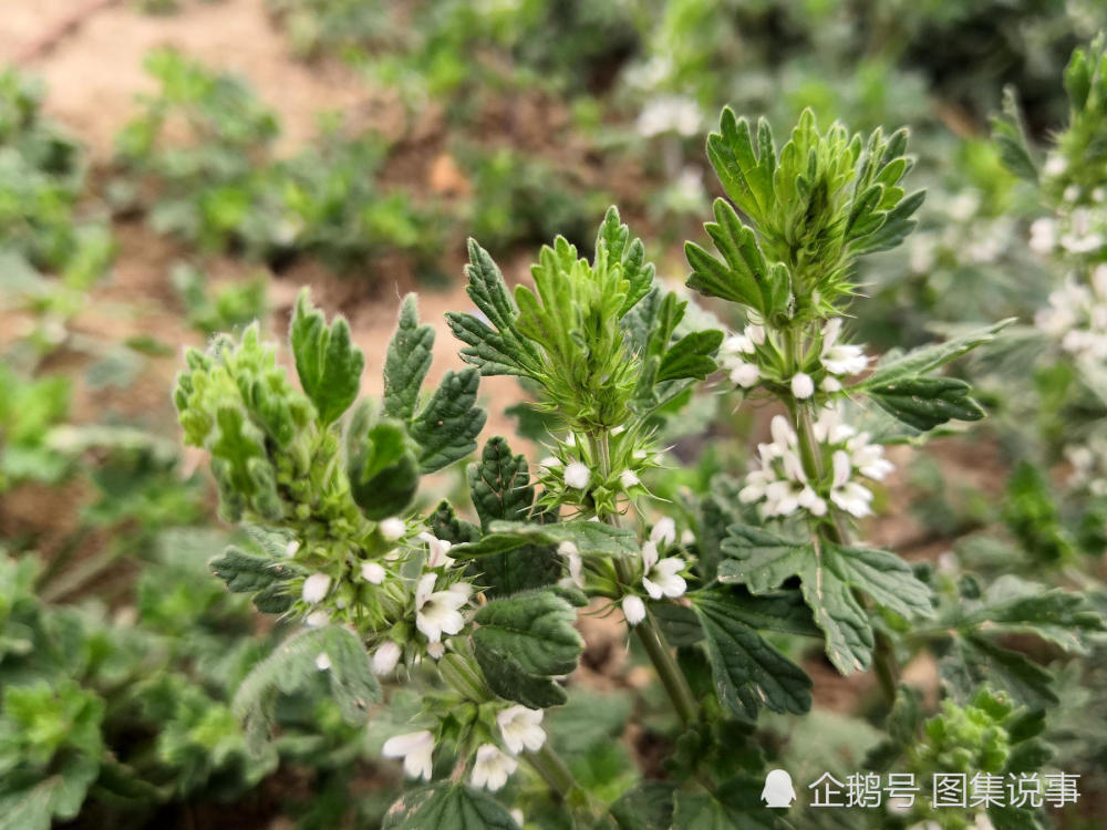 这种路边野草4月开花,是妇科良药,采得蜂蜜50元一斤