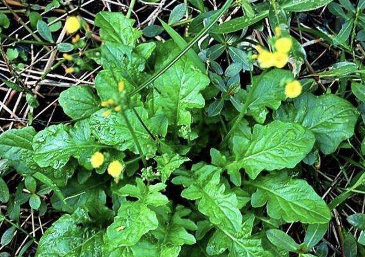 农村这种植物长得像菊花,被称为"还阳草",你有没有见过