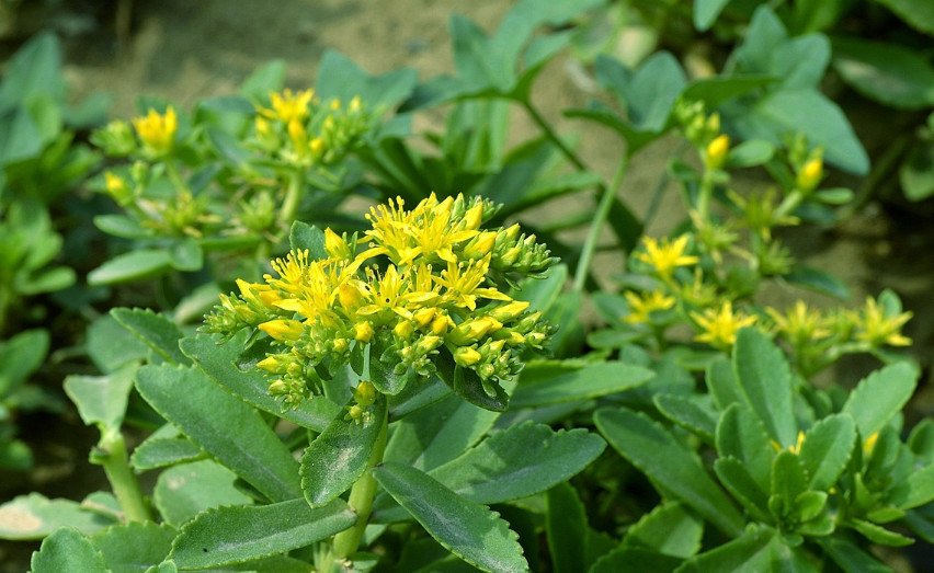 农村这种植物长得像菊花,被称为"还阳草",你有没有见过