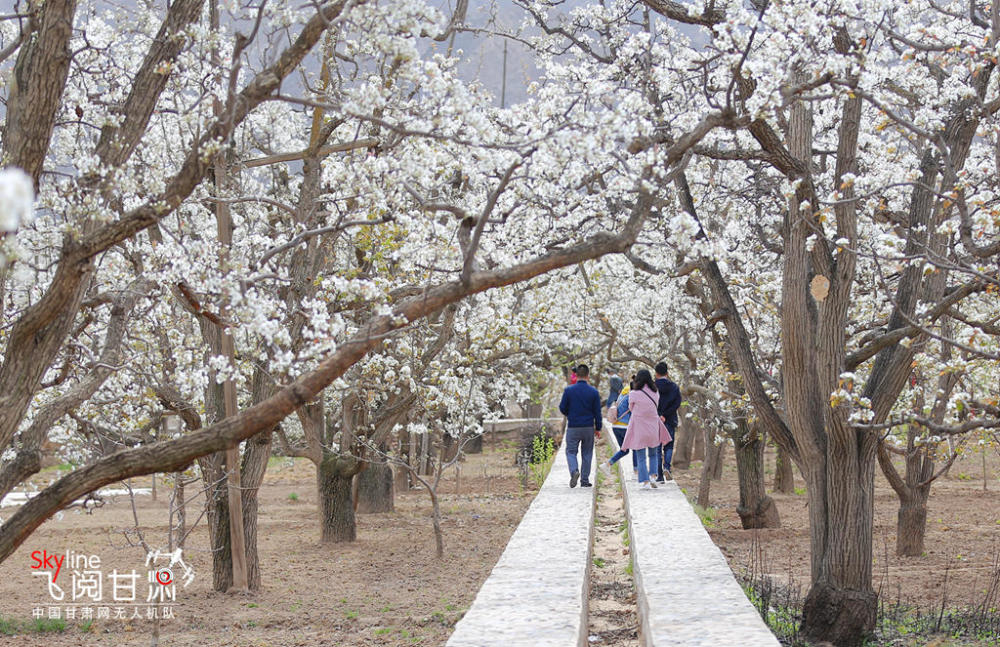 4月10日,兰州市皋兰县什川镇万亩古梨园梨花绽放.李帅康 摄