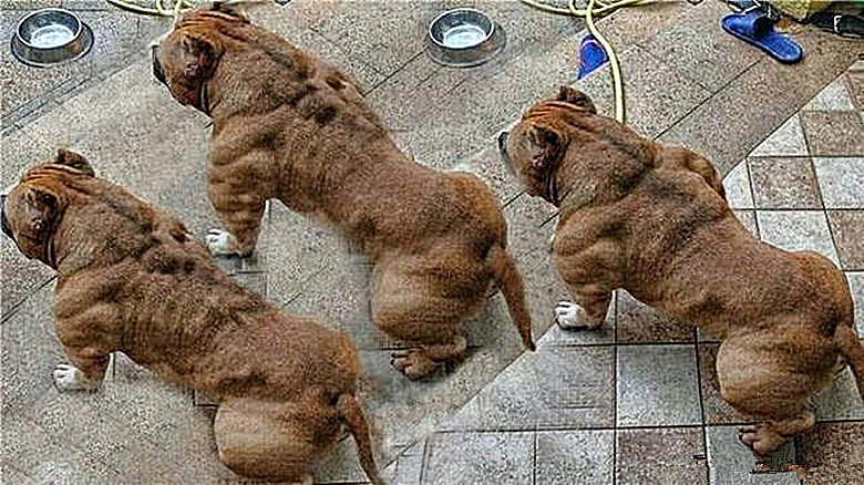 世界上肌肉最结实的狗,比特犬在它跟前太菜,人称"健身