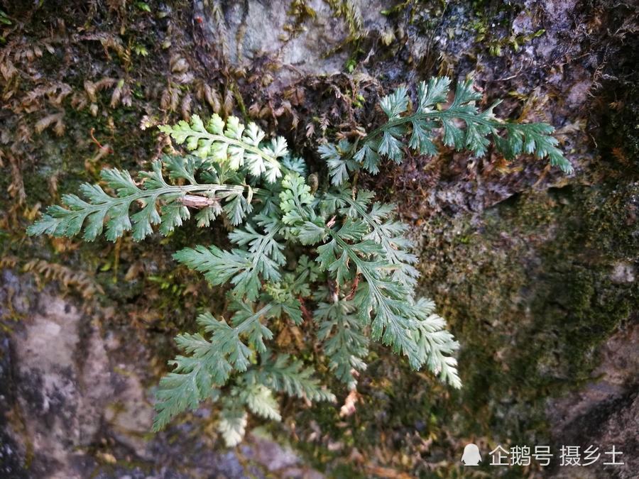 长江边的一种植物,是民间中草药,具有清热解毒,利湿,止血功效