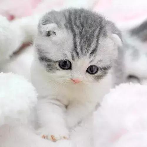 小喵呜#高清头像#图二萌翻了,伸出我的猫爪,跟着我一起律动