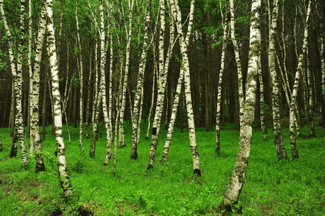 多情白桦林,邂逅有情人