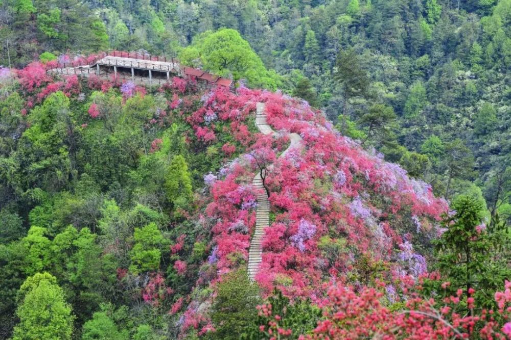 千亩野生的杜鹃花海藏安徽,七种颜色映山红太罕见