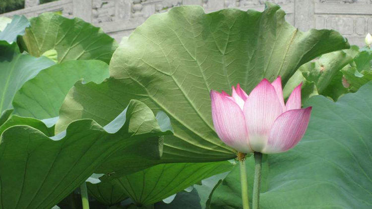 属猴人的幸运花是菊花和葱花,他们正财方位是东方.