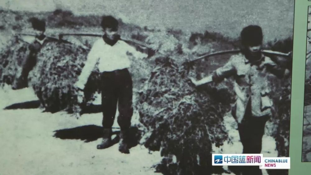 大陈岛垦荒人:他们把荒岛雕琢成"东海明珠"