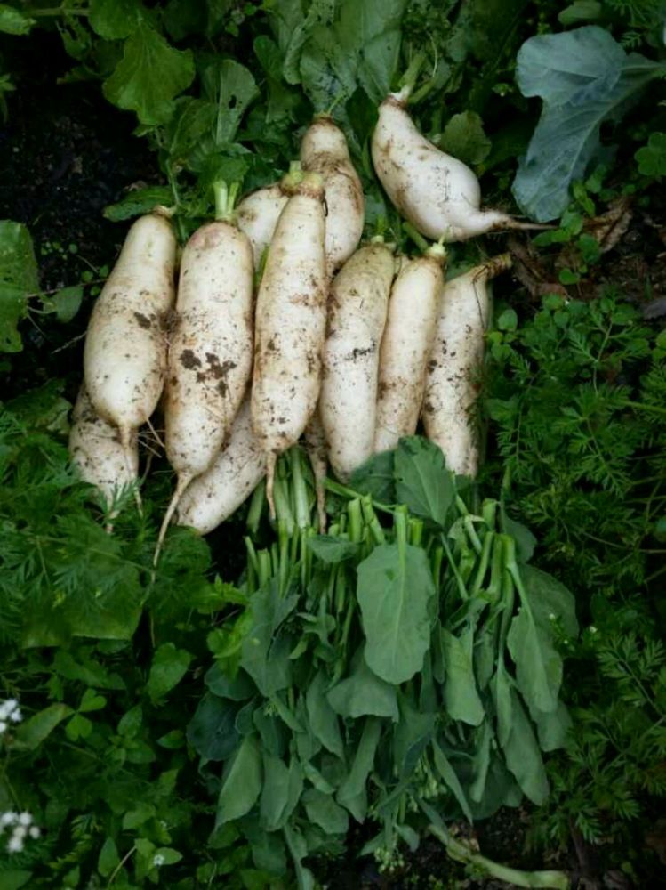 土豆地瓜芋头山药萝卜花生……长在地里的玩意可不一定是根