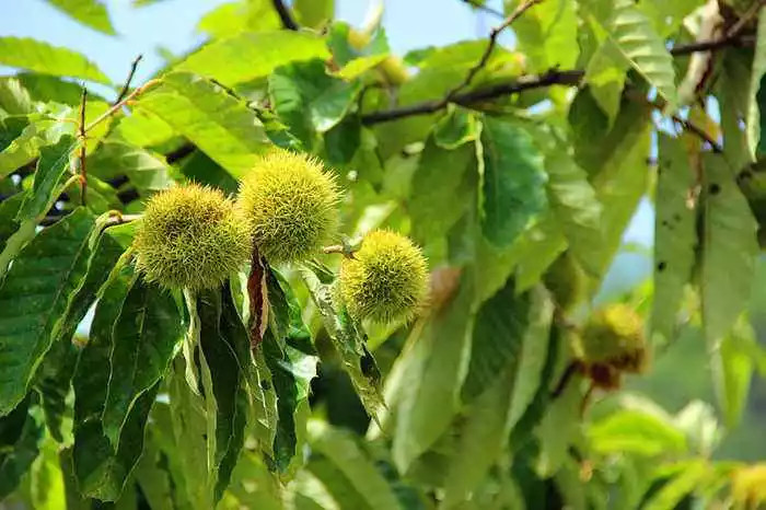 这十种植物跟天气预报有的一拼,能预测天气,你肯定都见过!