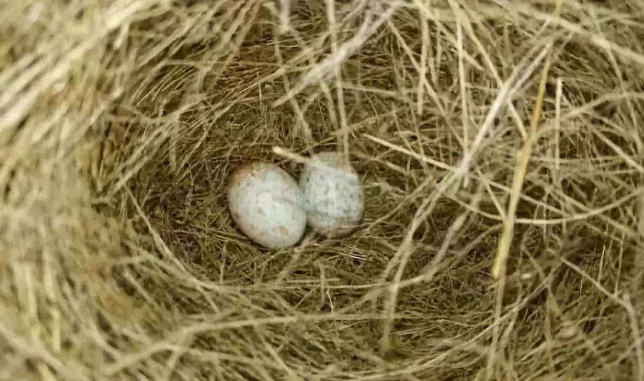 金眶鸻(charadrius dubius) 旅鸫(turdus migratorius) 棕头鸦雀