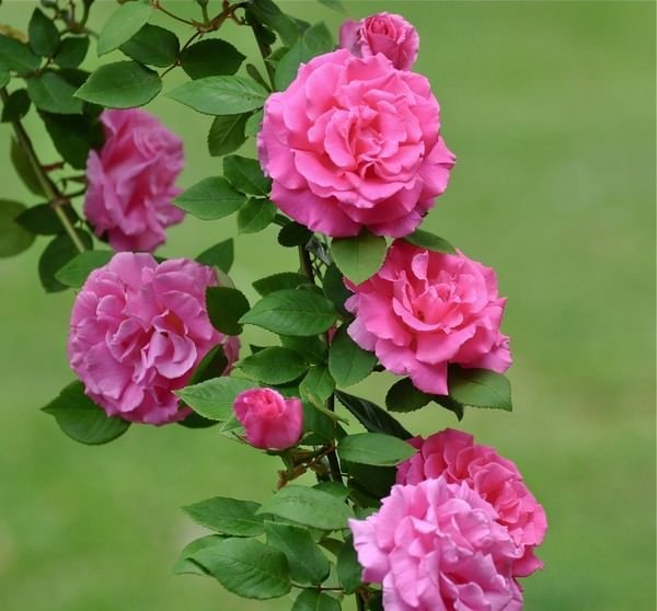 世界上最美的10种玫瑰花,有一种味道不太好