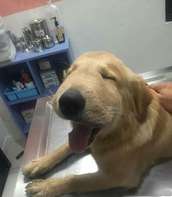 搞笑图集:狗狗的脸肿了,带他去打针一副委屈样