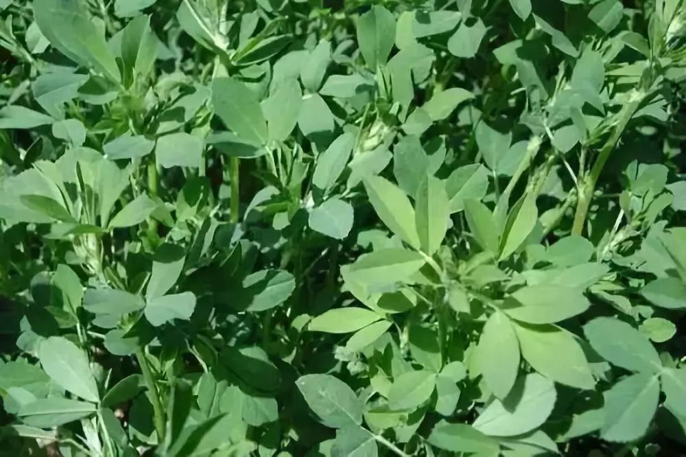 张济芳‖那些野菜,那些岁月