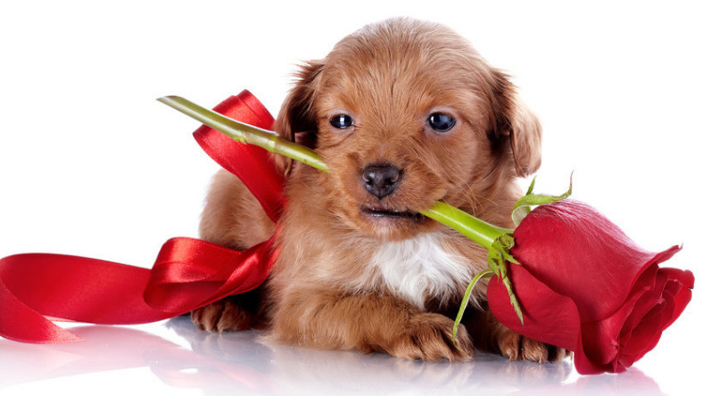 女人爱玫瑰花,狗狗也爱 美得像一朵花儿一般 简直太可爱了吧