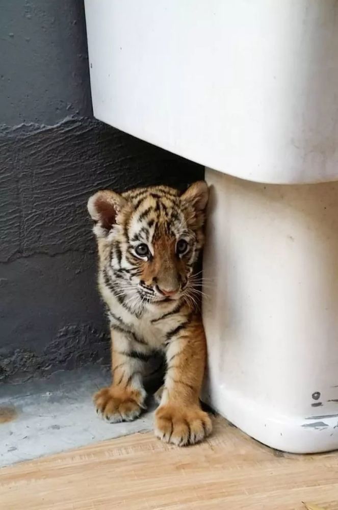 这只雌性小老虎出生时的体重为2668g,如今已达到15斤.