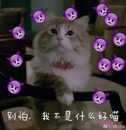 猫咪表情包:要做大哥的女人吗