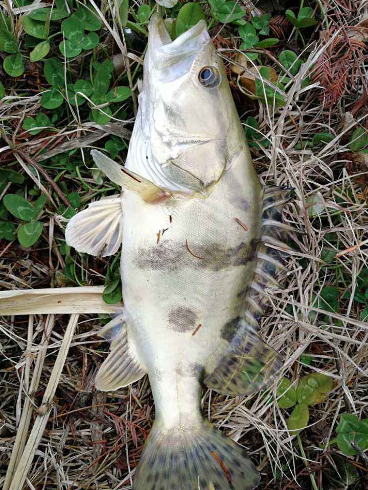 河里鳜鱼出没,买了两斤河虾,钓了三条大鳜鱼,亏不亏?