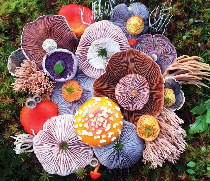 艺术家jill bliss将各种各样的蘑菇翻转排列,镜头下,它们仿佛开出