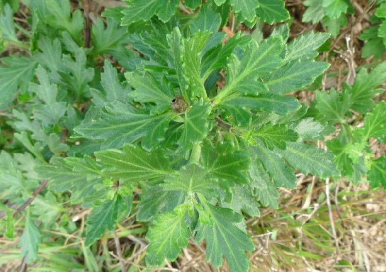 菊花脑,野菜,华南地区,花瓣