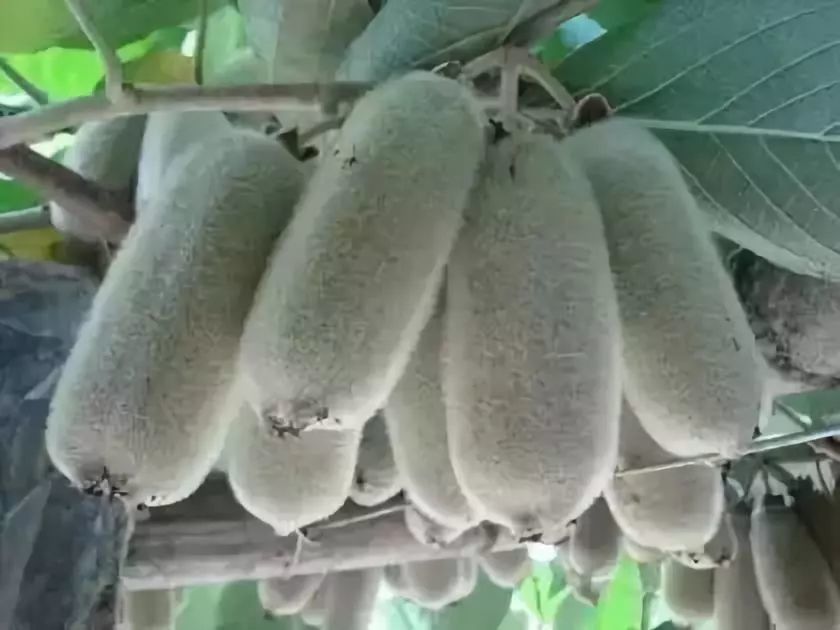 的,味道鲜美极了…… 又叫猫卵子,和猕猴桃类似,但是皮上有长长的白毛