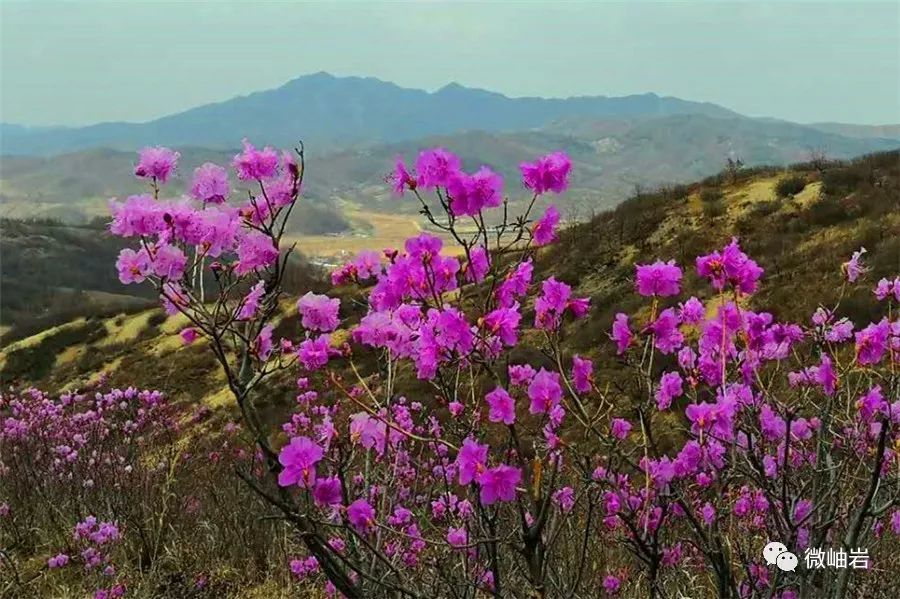 岫岩第一波映山红已悄悄开放,请收下这份"赏花攻略"!