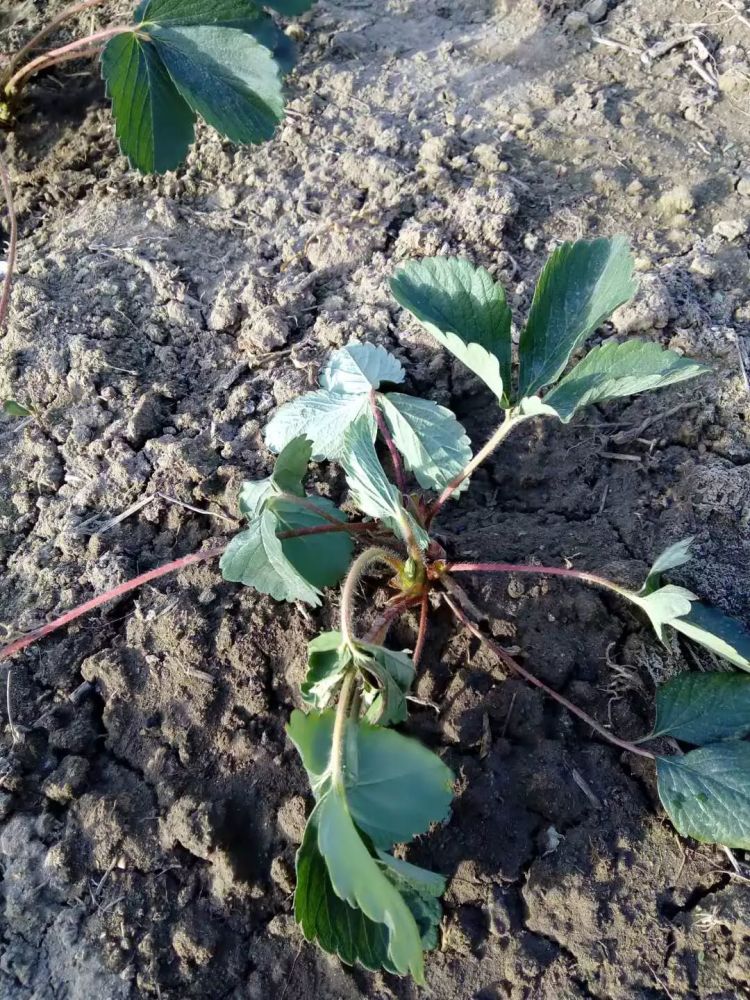 草莓母苗定植后,它不长了?我该怎么办?